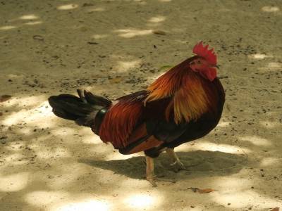 la star des Philippines