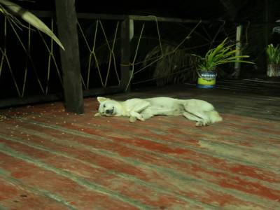 Baboy, chilling sur la terrasse