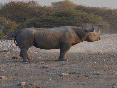 rhino