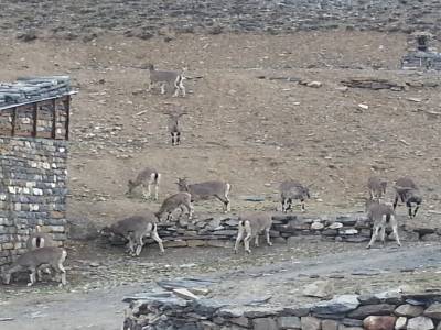 Blue sheep