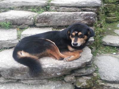un chien avec l'oeil de boudha