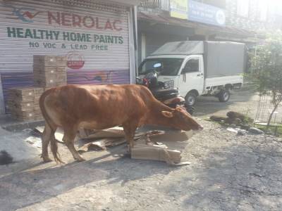 Pokhara