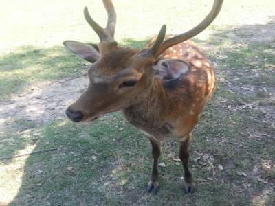 Cerf en liberté dans les parc