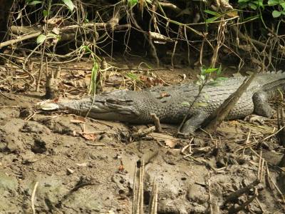 Elizabeth le croco