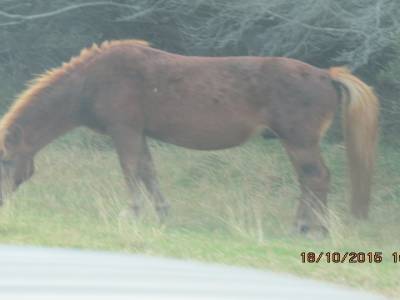 parc national assateague,maryland ,états-unis