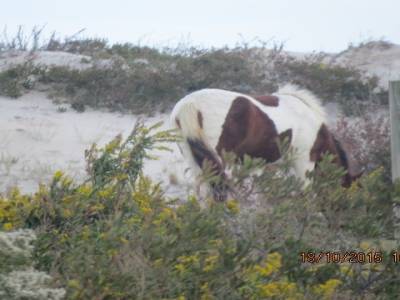 parc national assateague,maryland ,états-unis