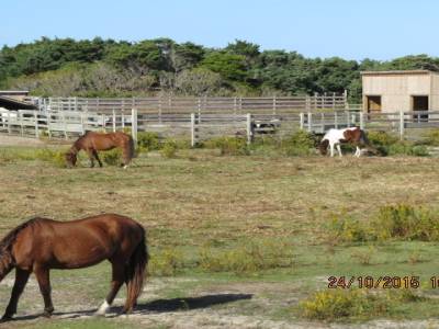 ile ocracoke, caroline du nord,états unis