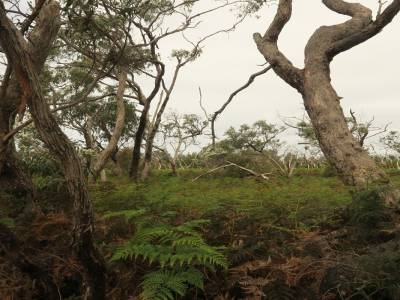 balade sur Raymond Island