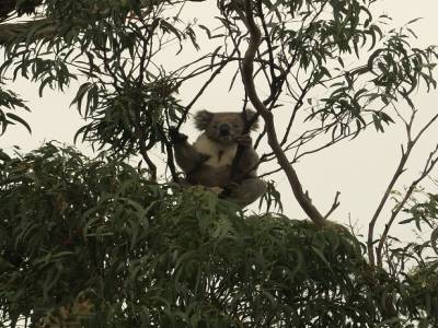 p'tit père koala numéro 3