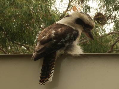 un drôle d'oiseau