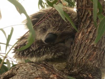 un koala en pleine action