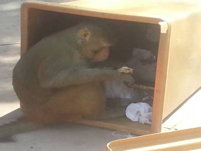 Singe qui fait les poubelles