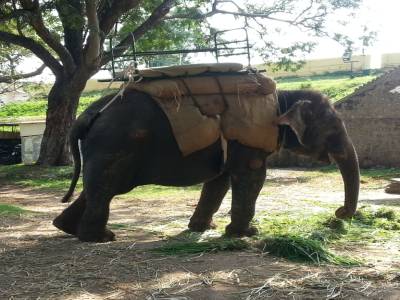Elephant