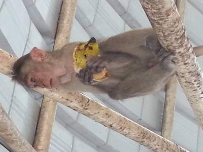 On t'as vu, voleur de banane