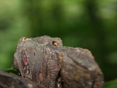 Un insecte fait son bonhomme de chemin dans la Jungle