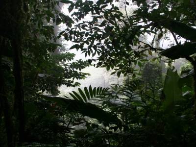 La Jungle