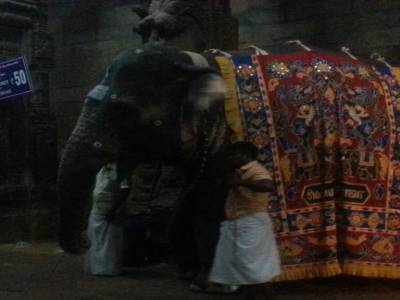 Elephant dans le temple