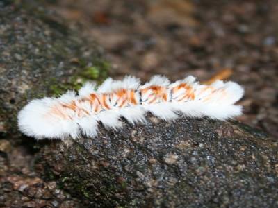 LA chenille