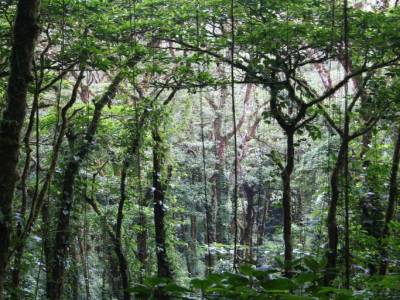 La jungle dans la brume