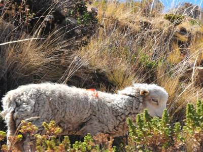 Las titicaca