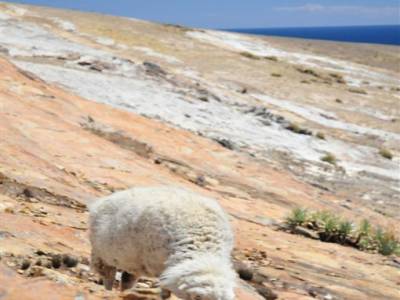 Las titicaca