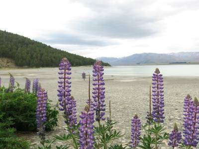 toujours le Lake Tekapo