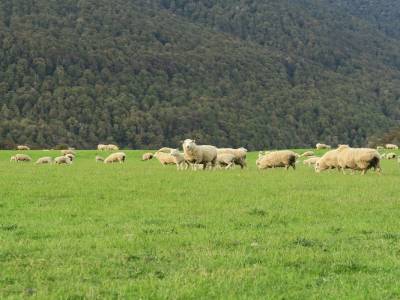 des moutons, des moutons des moutons