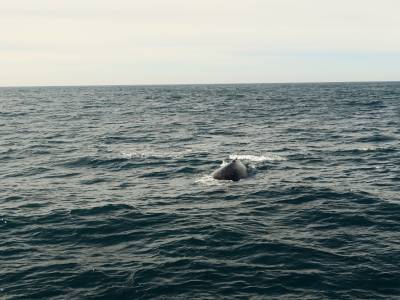 ouah trop impressionnantes les baleines