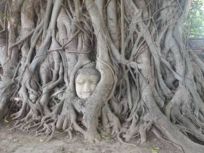 Tete de boudha dans un arbre