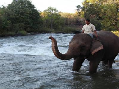 La baignade des éléphants