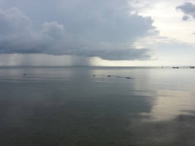 Koh saui