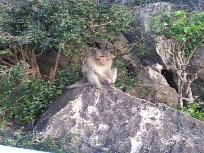 montagne des singes