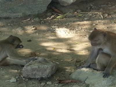 Singes, gardien du temple