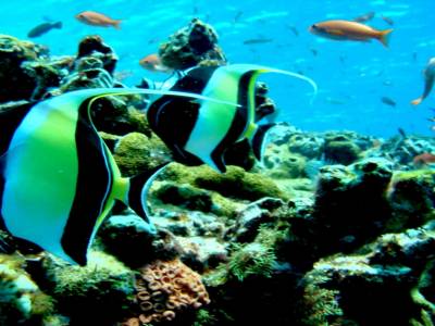Snorkelling (la photo n'est pas de nous)