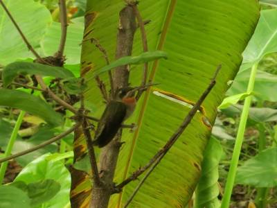p'tit colibri