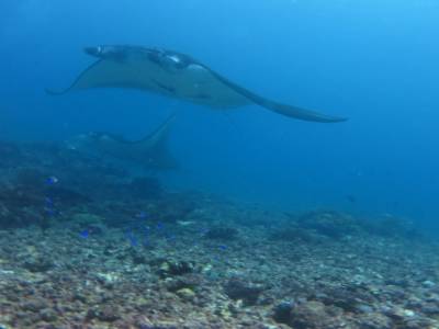 Manta Rhei