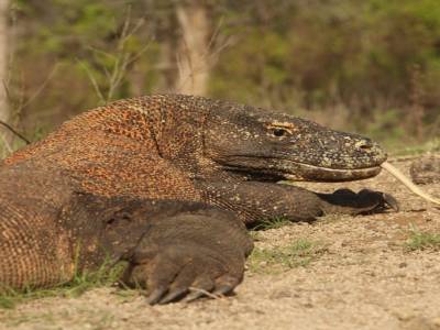 le dragon de Komodo