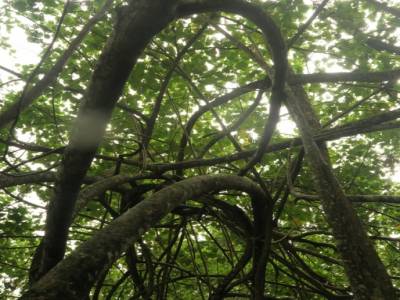 Dans la jungle de Cahuita