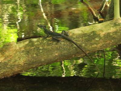 Lézard marcheur sur l'eau