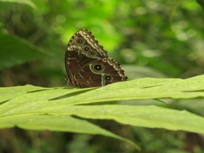 Morpho, version marron