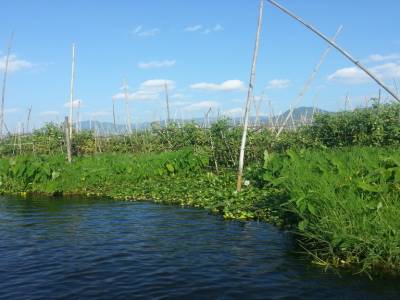 floatting garden