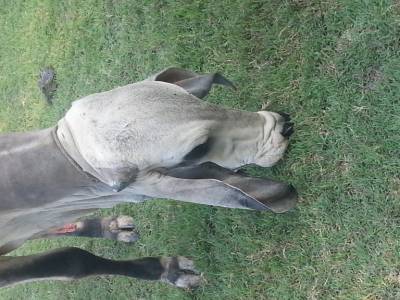 Vache thaillandaise