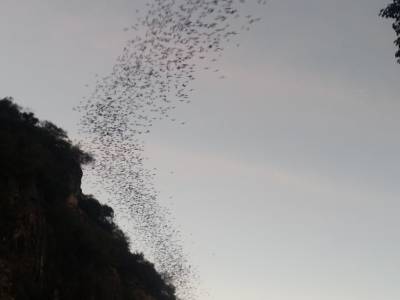 chauve souris
