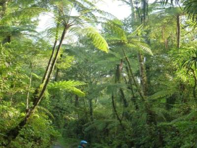 Sur la route du Kawah Ijen