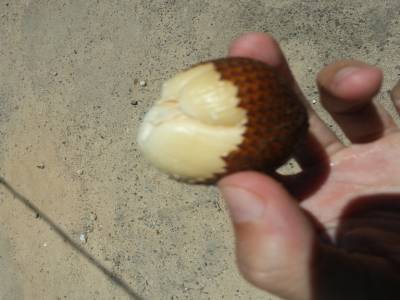 snake fruit