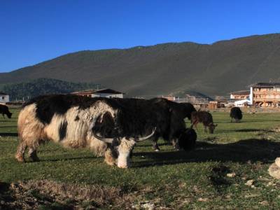 Des yaks