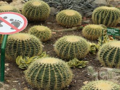 Le jardin botanique de Bedugul