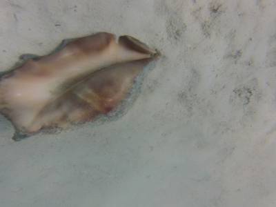 Coquillage habité