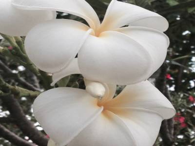 Fleur sur Mae Haad