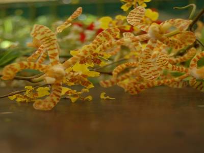 Fleurs pour les couronnes